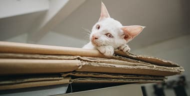 Article - How To Make Moving House With A Pet Cat Easier