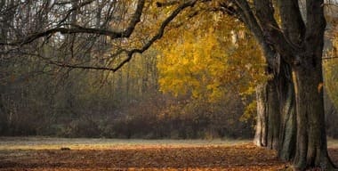 Article - How Seasonal Cleanups Are Easier with a Skip Bin