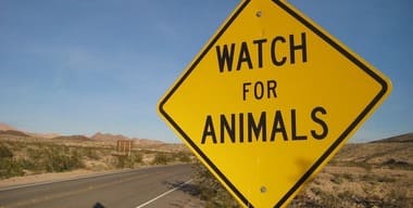 Article -  Australian Wildlife Safety: Tips for Families Moving to Rural Areas